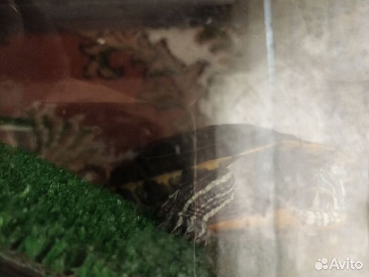 Красноухая черепаха с аквариумом