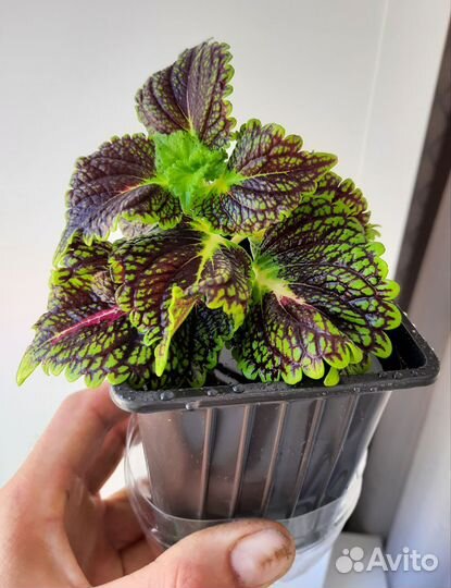 Бегония тигровая, колеос, лесные кактусы