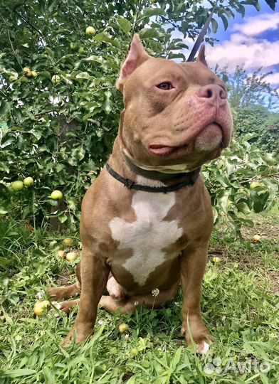 Булли в добрые руки