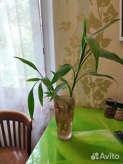 Тростник, бамбук, растения