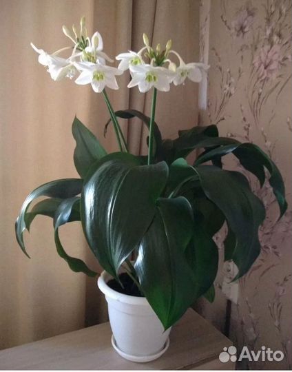Эухарис амазонская лилия