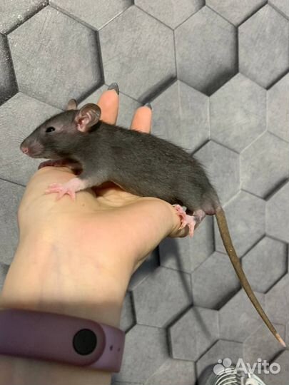 Декоративная крыса