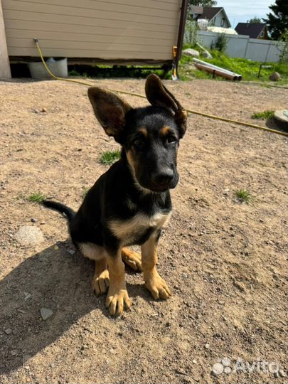 Щенки овчарки