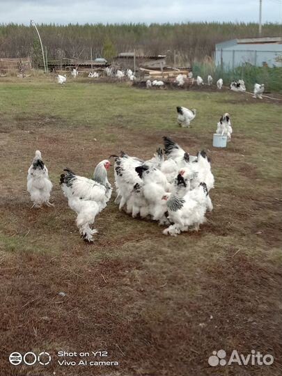 Брама светлая. Молодняк