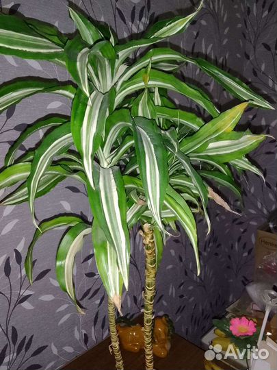 Замиокулькас, драцена, сингониум