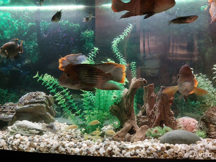 Акара бирюзовая