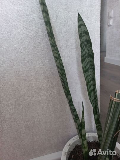 Сансевиерия щучий хвост