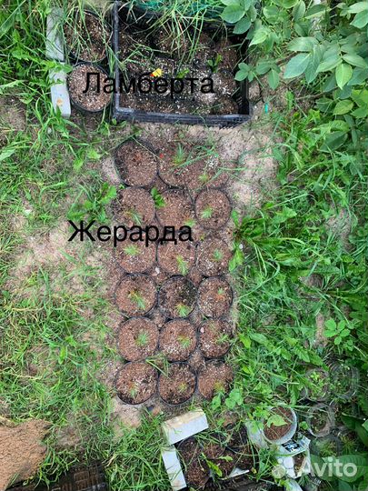 Саженцы орехоплодной сосны Жерарда
