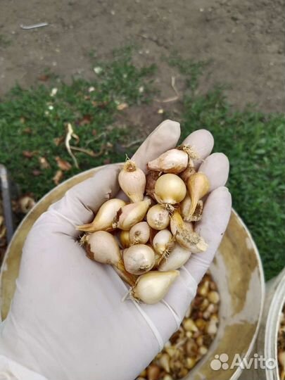 Тюльпаны оптом