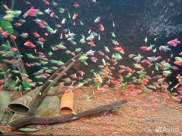 Креветки, тернеция гло, Анциструсы