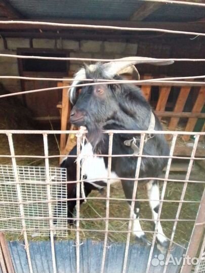 Козел Ламанча