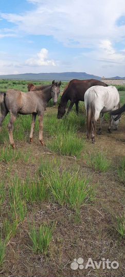 Лошади рысаки