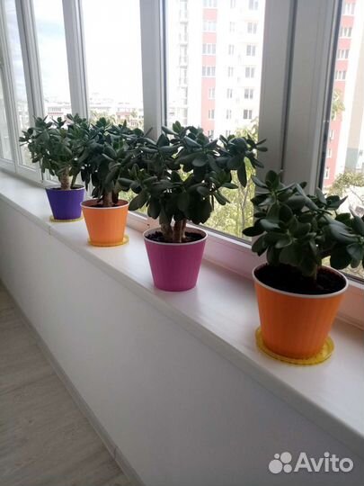 Денежное дерево толстянка суккулент