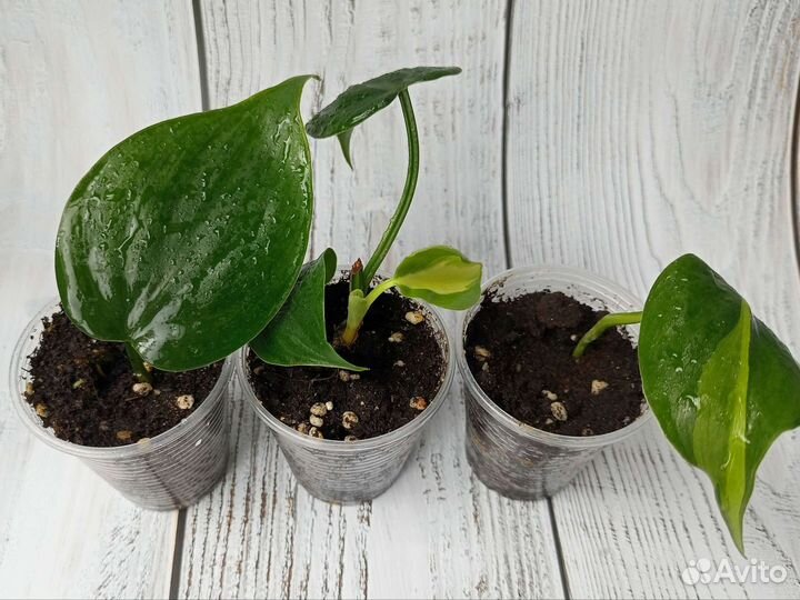 Филодендрон Бразил