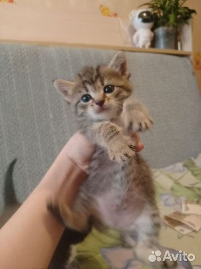 Отдам в добрые руки котят