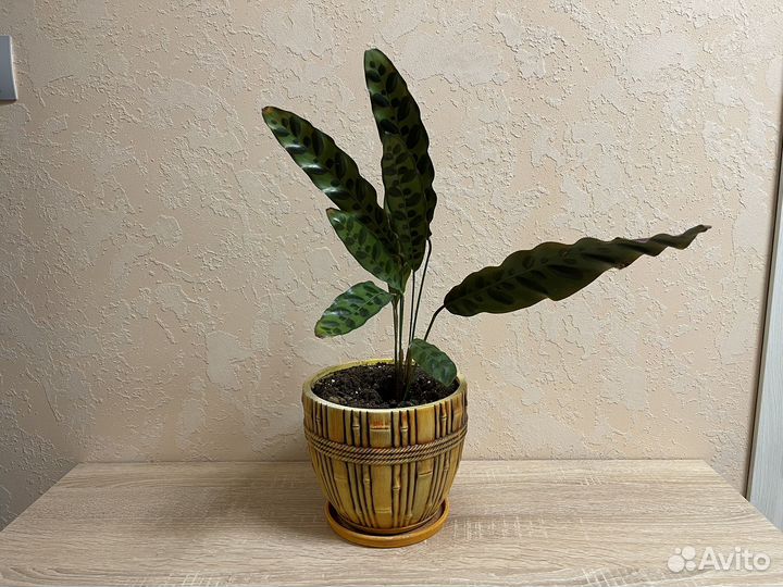 Комнатный цветок калатея антариум