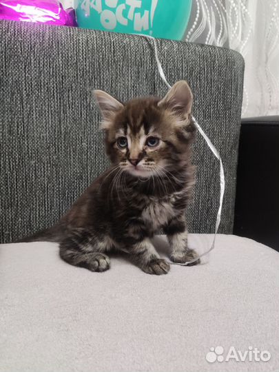 Котята ищут дом