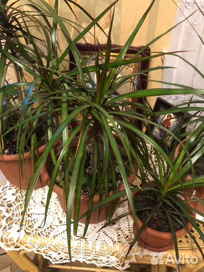 Пальма драцена цветы растения