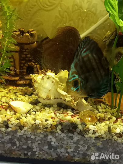 Аквариумные рыбки