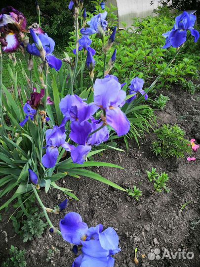 Ирисы бородатые сортовые