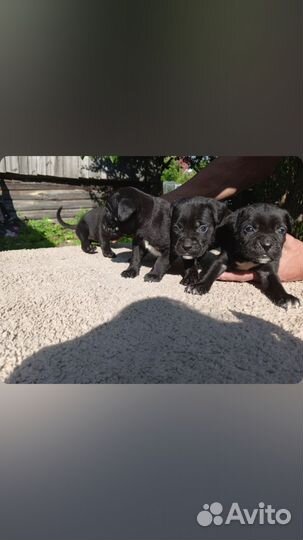 Продам щенков