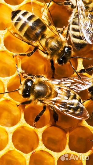 Продам пчелосемьи