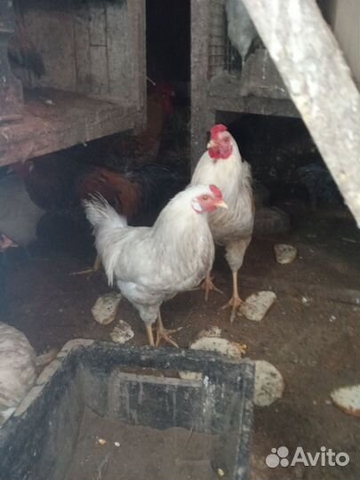 Молодые петухи