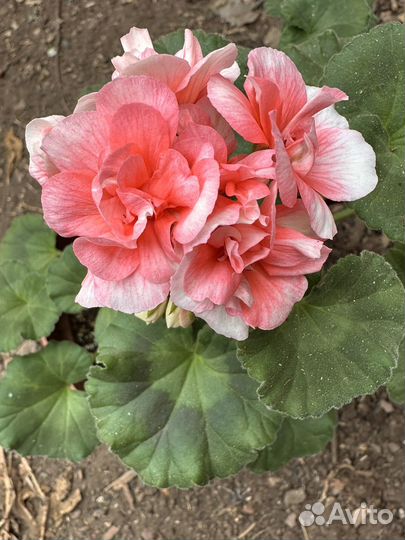 Рассада помидор,перца баклажан,цветов