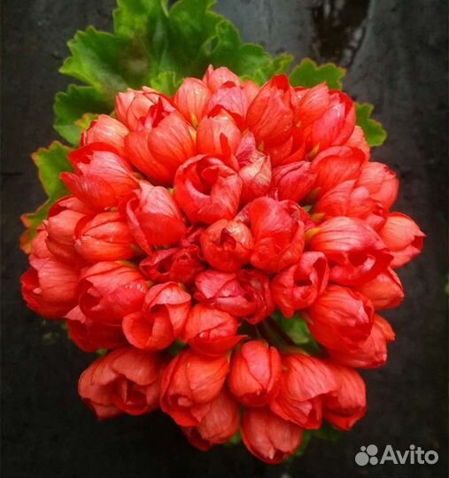 Пеларгония герань