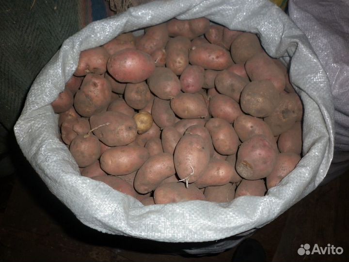 Картофель мелкий