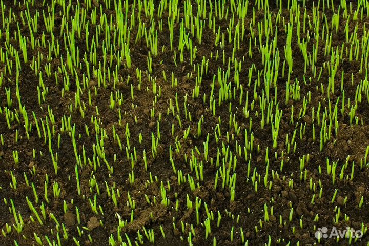 Семена многолетнего газона