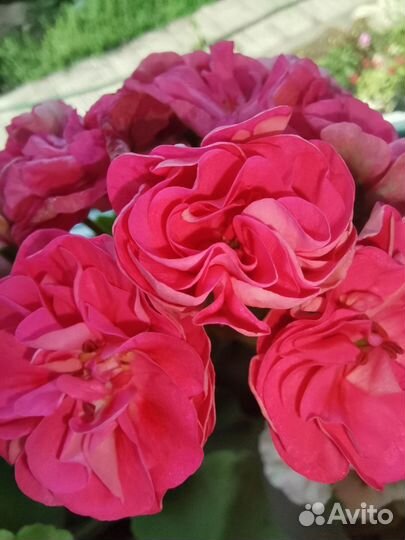 Пеларгония герань