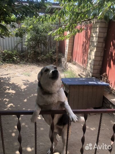 Отдаем в добрые руки, 1 год полу хаски