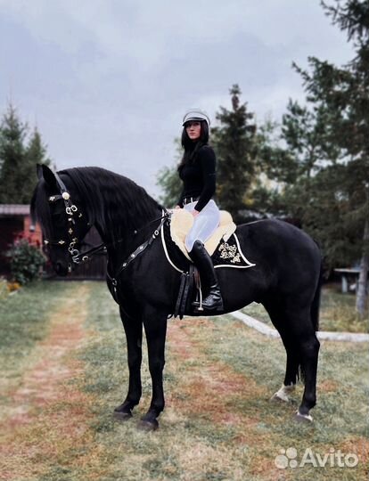 Конные прогулки Омск