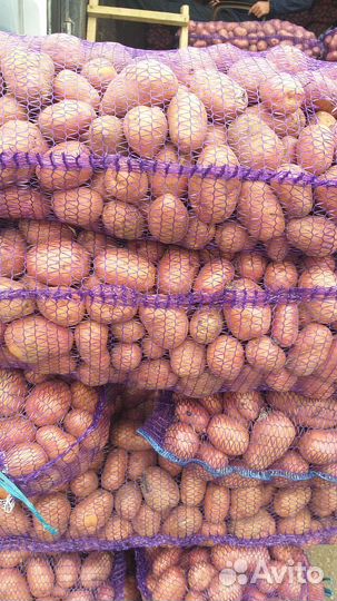 Картошка оптом