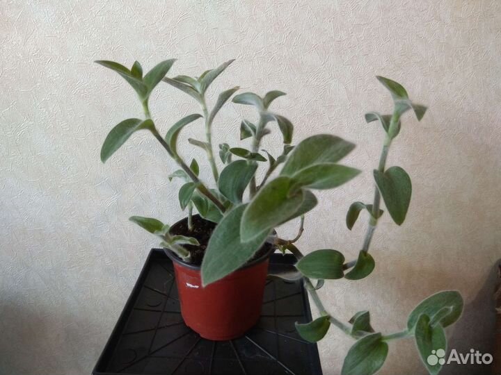 Традесканции и каллизии часть 3