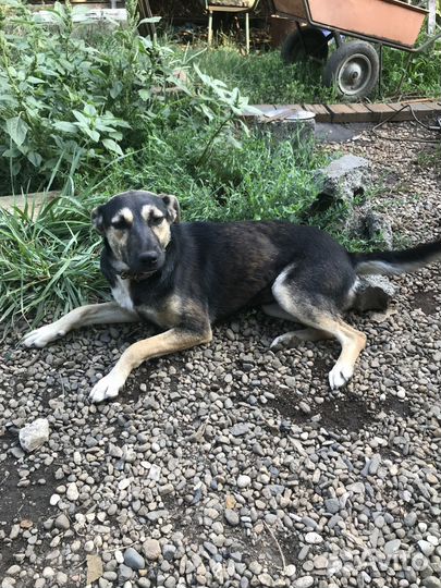 Собачка молодая стерилизованная