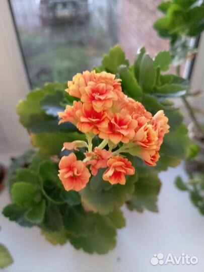 Продам каланхоэ