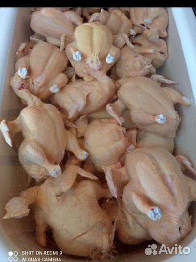 Куры бройлеры тушки мясо