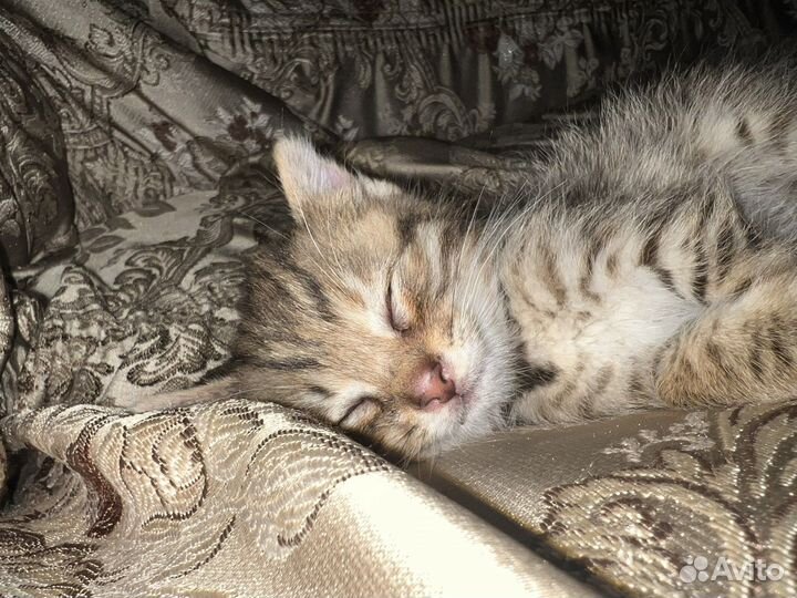 Отдам котенка добрые руки