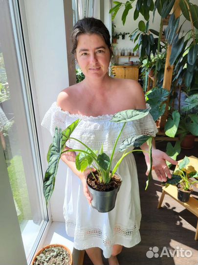 Алоказия драгон скейл