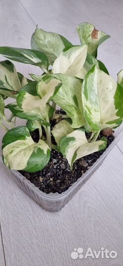 Эпипремнум