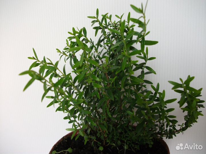 Мирт персидский, боэтика, компакта