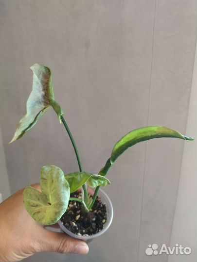 Сингониумы