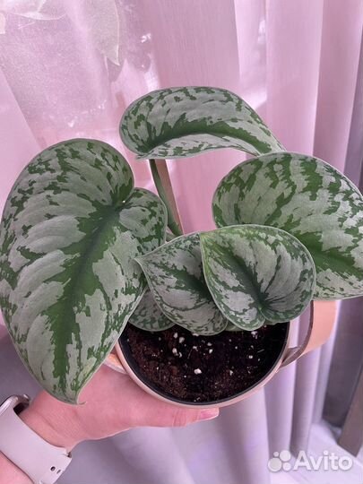 Сциндапсус пиктус треби