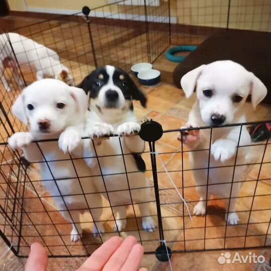 Продам щенков