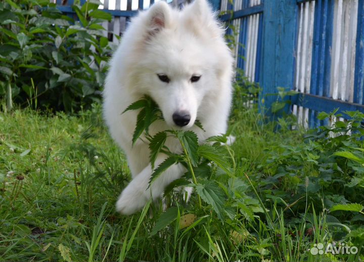 Самоед