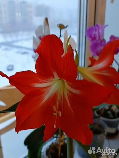 Гиппераструм