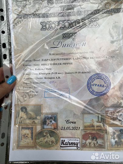 Кобель лабрадора вязка