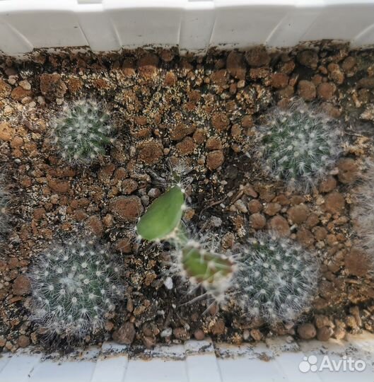 Кактус Маммиллярия